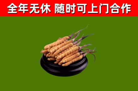 罗山回收冬虫夏草
