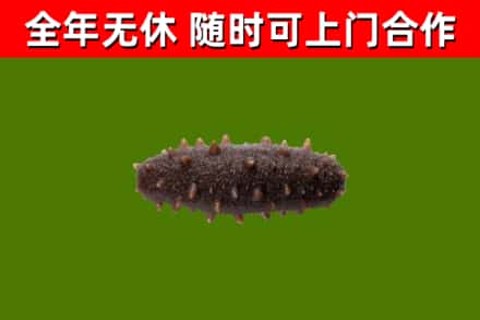 罗山回收海参干